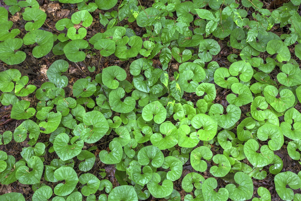 Wild Ginger | Direct Native Plants - MD, DE, PA, VA