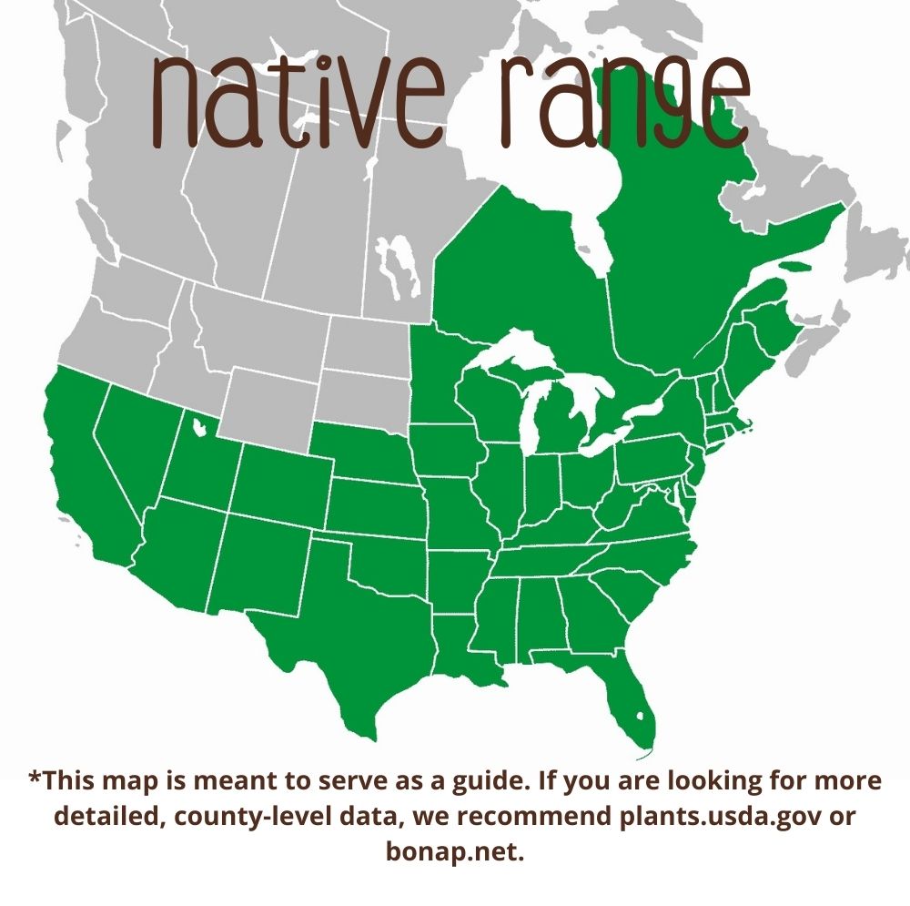 Cardinal Flower Direct Native Plants MD, DE, PA, VA