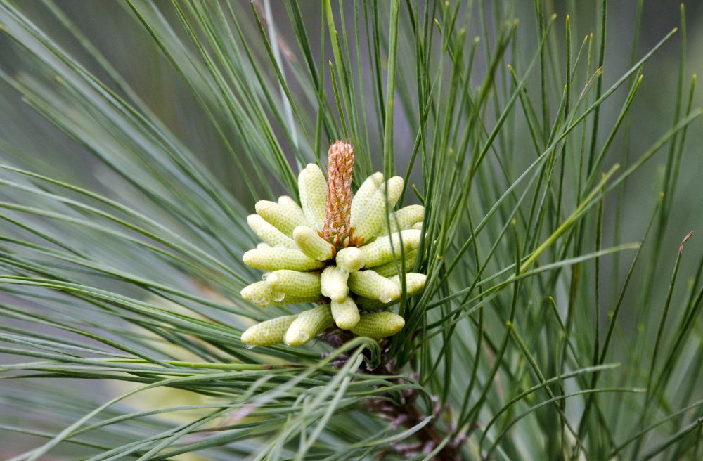 Loblolly Pine | Direct Native Plants - MD, DE, PA, VA