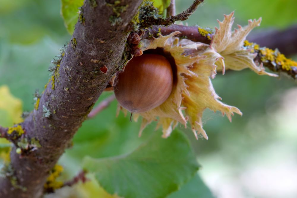 American Hazelnut Direct Native Plants MD, DE, PA, VA