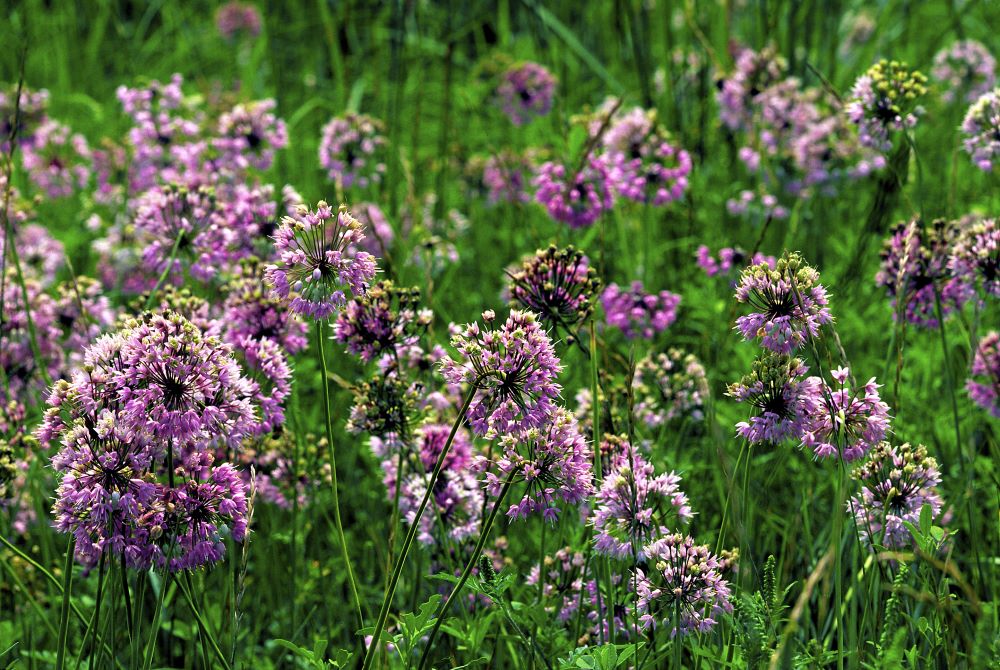 Nodding Wild Onion | Direct Native Plants - MD, DE, PA, VA