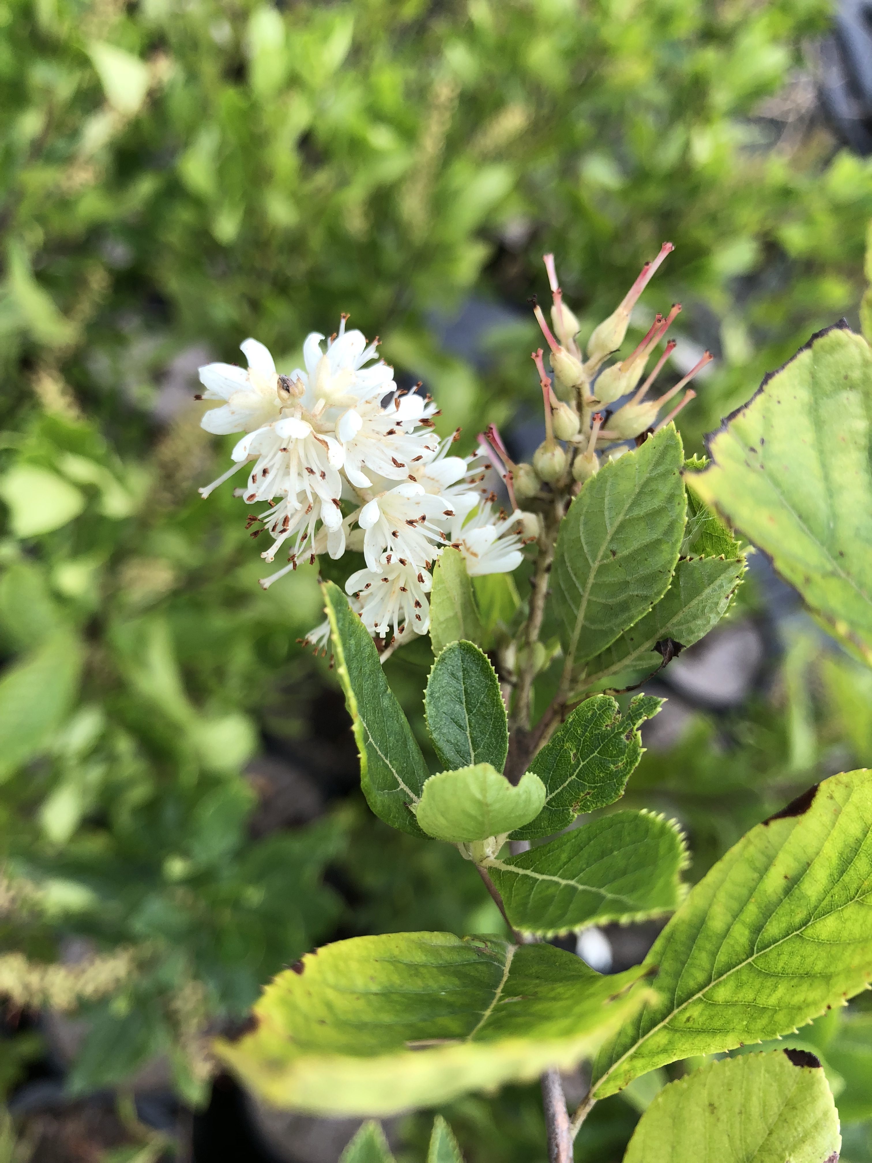 Sweet Pepperbush Direct Native Plants MD, DE, PA, VA