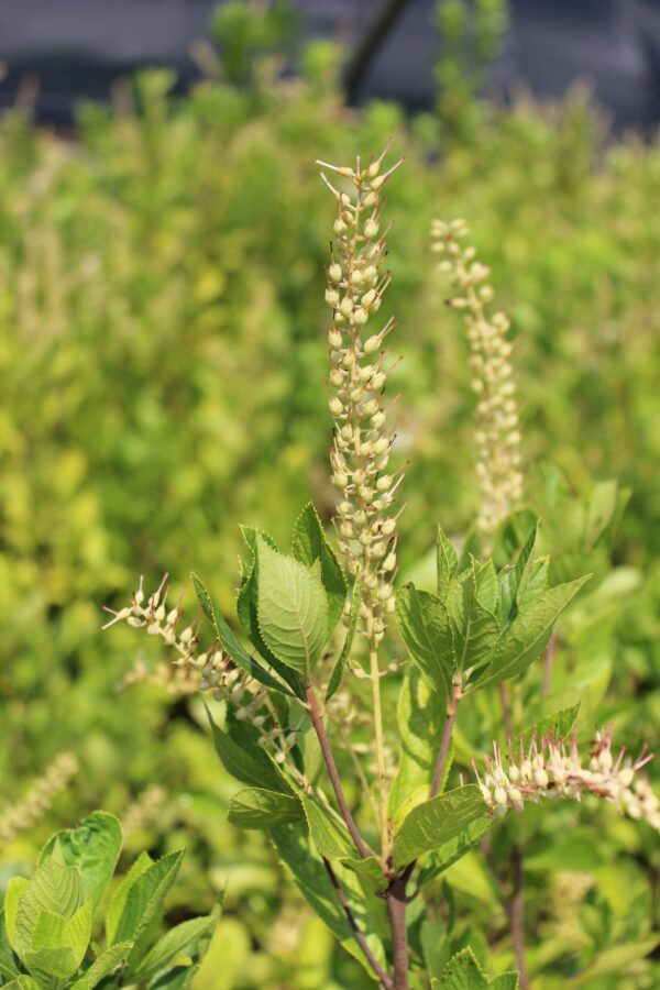 Sweet Pepperbush Direct Native Plants MD, DE, PA, VA