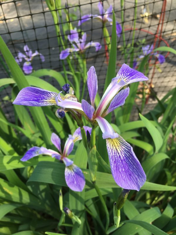 Blueflag Iris Direct Native Plants MD, DE, PA, VA